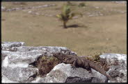 Intro-38-Tulum-03