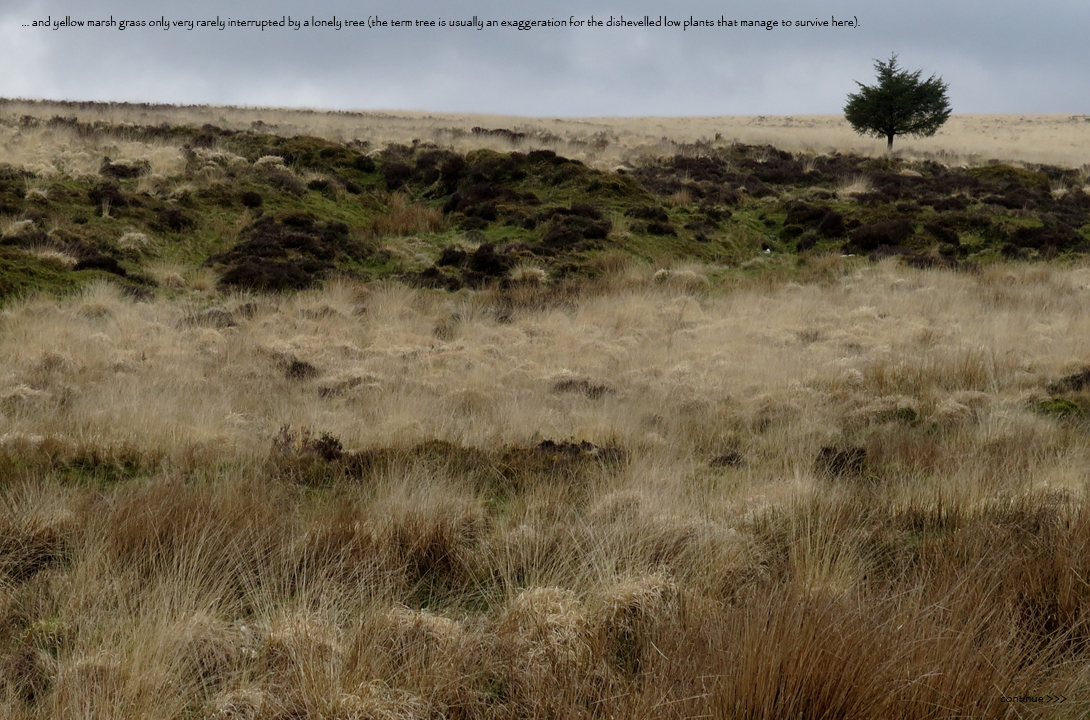 Grass-174