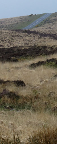 Grass-175vl
